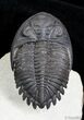 Flying Hollardops Trilobite - Great Preservation #2765-3